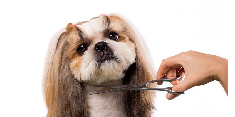 Mobile Dog Grooming