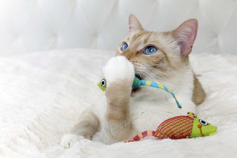 The Hows in Choosing the Best Toys for Your Cat
