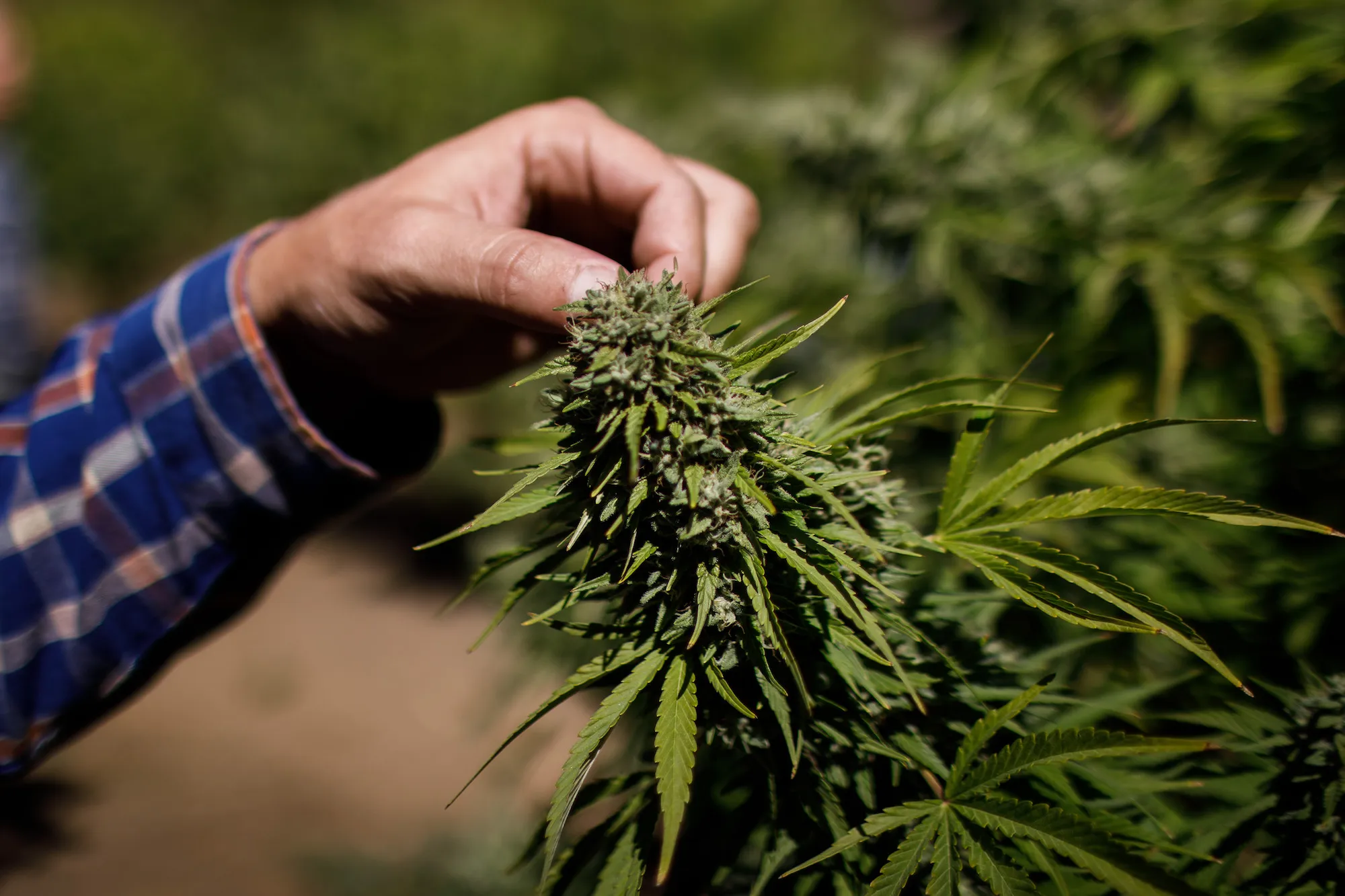 compliant accounting for cannabiz