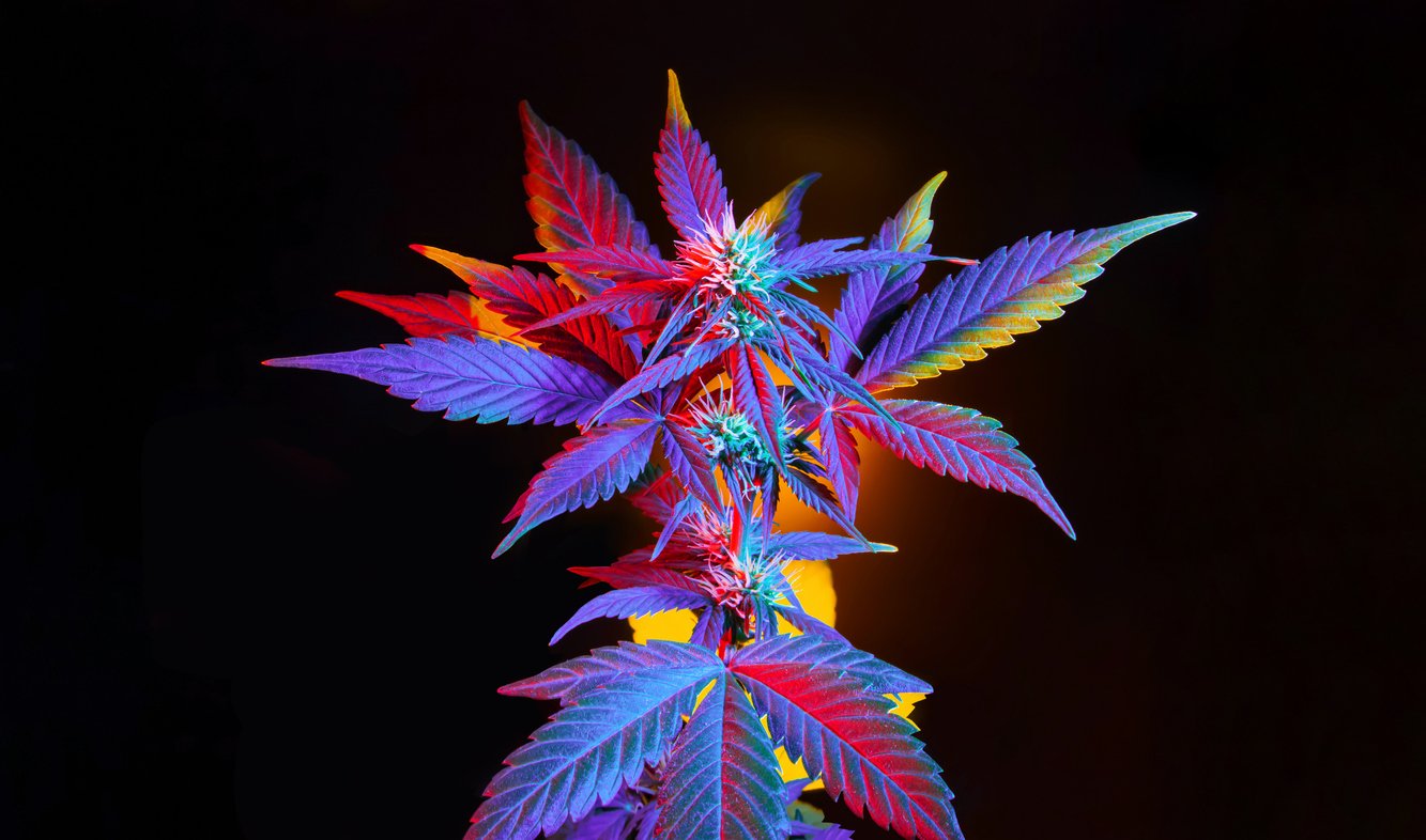 weed edibles
